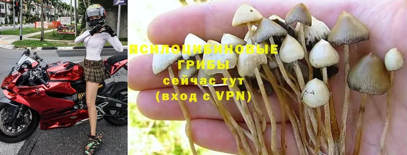 Галлюциногенные грибы Psilocybe  Духовщина 